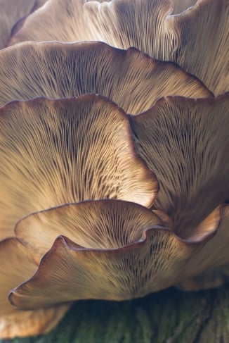 The Secret Life of Fungi
