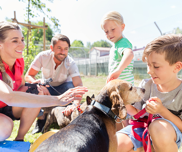 3 Ways Pet Adoption Can Be a Win for All - 14863