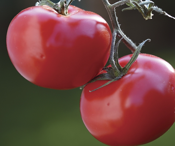 Gardening With Charlie - How to Grow a Tomato 10560