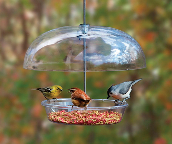 Attract More Birds to Your Backyard - 15802