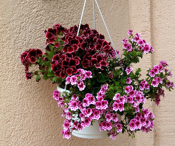 Best Height for Hanging Basket Plants 3749 KSU00043