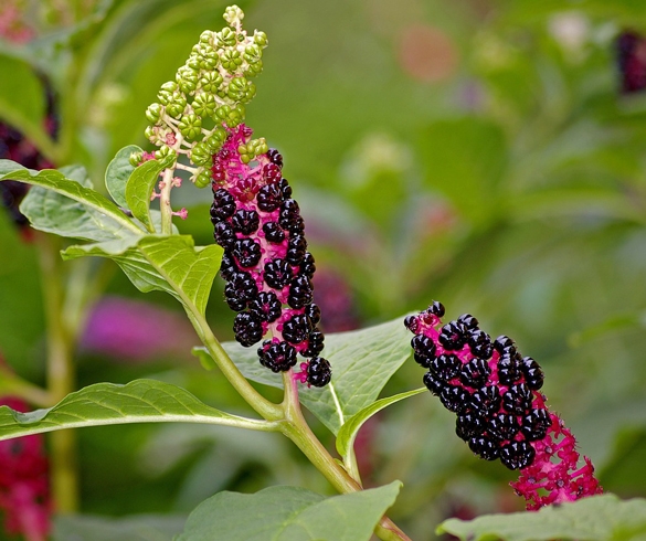 Pretty Pokeweed Poisonous From Berries to Tap Root 4106 KSU00045 re?id=4106